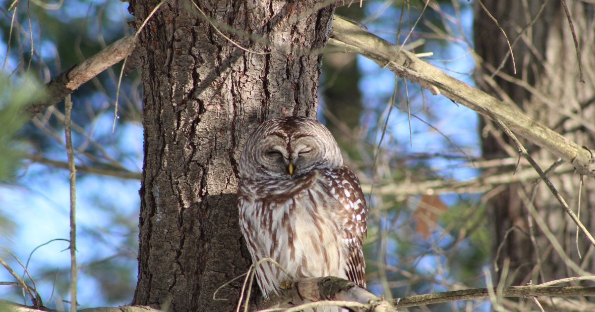 Barred Owl Study Update | U.S. Fish & Wildlife Service